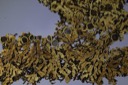 1458 Lobaria pulverulenta-Physconia distorta - 2